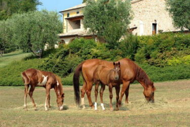 Agriturismo Ca' Del Baldo Gardasee Landgut mit Ferienwohnungen