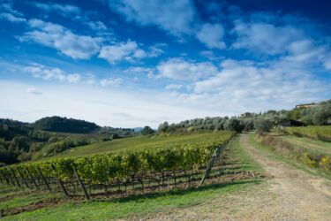 Poderenuovo Toskana Edel-Weingut mit Pool bei Pisa und Volterra